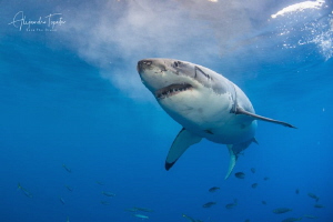 White Shark seven, Isla Guadalupe México by Alejandro Topete 
